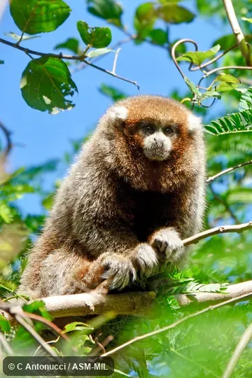 Frontal head view.  Formerly Callicebus donacophilus.  Also as Bolivian Gray Titi, Bolivian Titi, Bolivian Titi Monkey, d'Orbigny's Titi, Reed Titi.