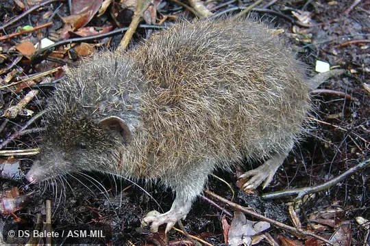 Formerly Erinaceomorpha. Holotype. FMNH 186805. Formerly Erinaceomorpha. Holotype. FMNH 186805.