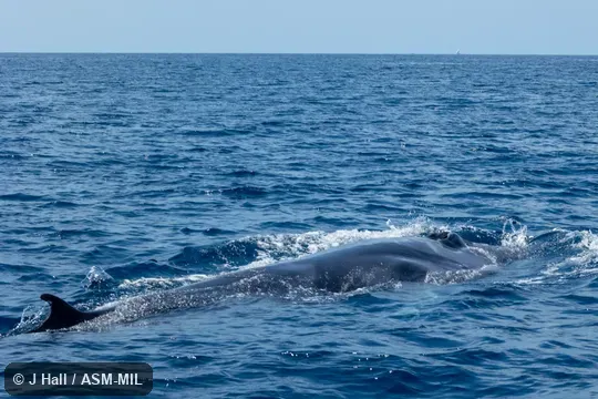 Also as Pygmy Bryde's Whale.