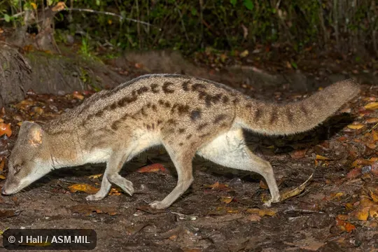 Also as Spotted Fanaloka, Tombokatosody, Tomkasodina, Tambosadina, Kavahy, Fanaloka.