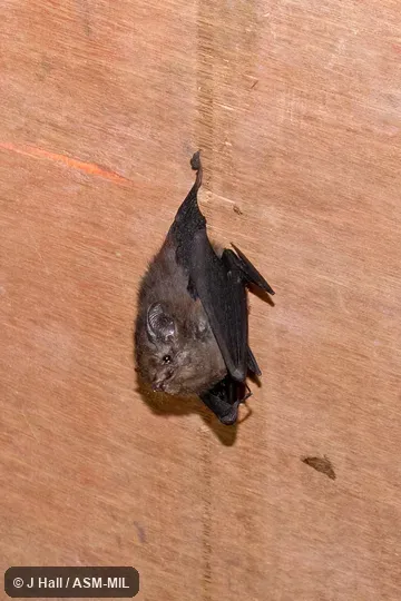 Formerly Emballonura atrata.