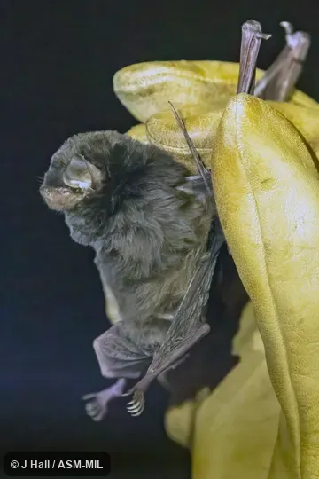 Also as Glen's Bent-winged Bat.  Formerly in Vespertilionidae.