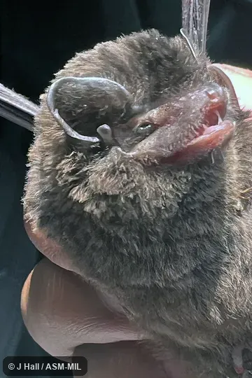 Also as Major's Bent-winged Bat.  Formerly in Vespertilionidae.