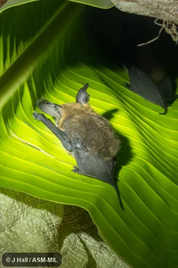 Also as Madagascar Sucker-footed Bat.