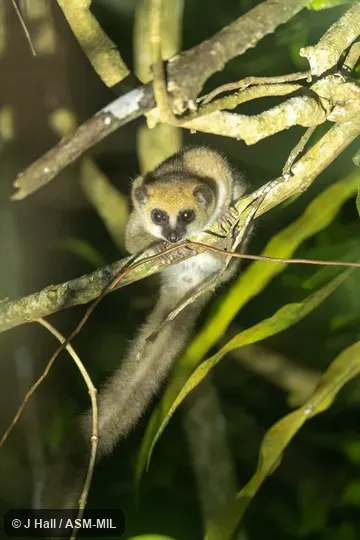 Also as Andy Sabin's Dwarf Lemur. Also as Andy Sabin's Dwarf Lemur.