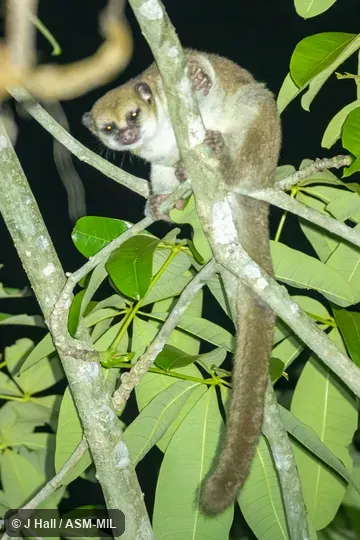 Also as Geoffroy's Dwarf Lemur