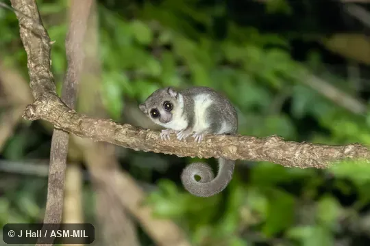 Also as Sheth's Dwarf Lemur. Also as Sheth's Dwarf Lemur.