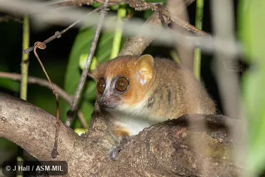 Also as Claire's Mouse Lemur. Also as Claire's Mouse Lemur.