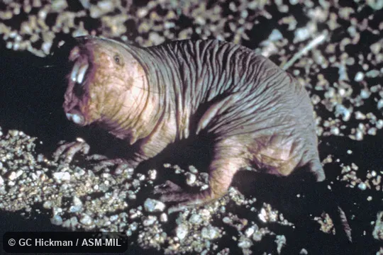 Side view of open mouth, showing incisors. Also as Desert Mole Rat|Sand Puppy. Side view of open mouth, showing incisors. Also as Desert Mole Rat|Sand Puppy.