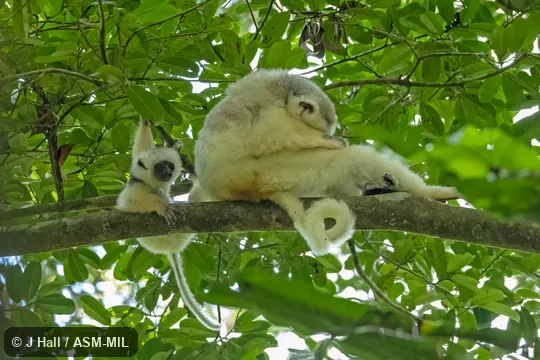 Formerly Propithecus diadema candidus, Diademed Sifaka.  Also as Silky Simpona.