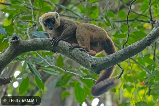 Also as White-fronted Lemur, White-headed Brown Lemur, White-headed Lemur.
