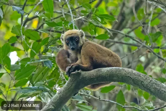 Also as White-fronted Lemur, White-headed Brown Lemur, White-headed Lemur.