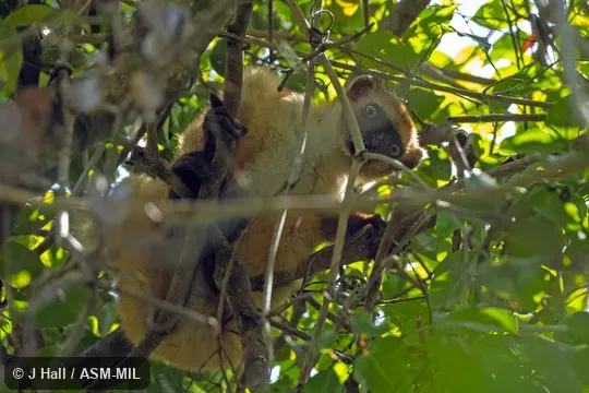 Adult female.  Formerly Eulemur macaco flavifrons, Black Lemur.  Also as Sclater's Black Lemur, Sclater's Lemur.