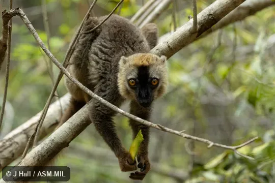 Also as Southern Red-fronted Brown Lemur.