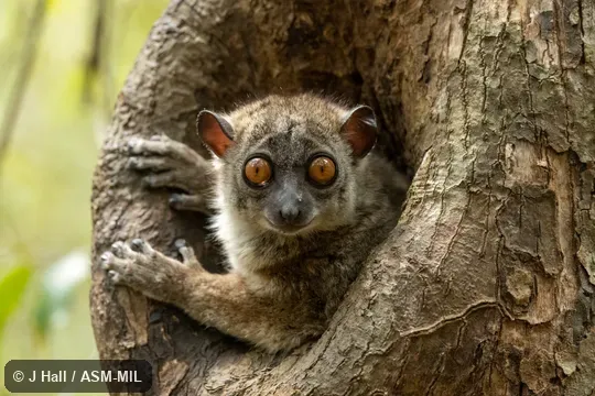 Also as Ankarana Weasel Lemur.