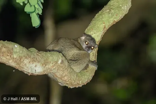 Also as Back-striped Sportive Lemur|Gray-backed Sportive Lemur|Mittermeier's Sportive Lemur. Also as Back-striped Sportive Lemur|Gray-backed Sportive Lemur|Mittermeier's Sportive Lemur.