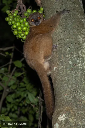 Also as Hawks' Sportive Lemur|Nosy Be Weasel Lemur.