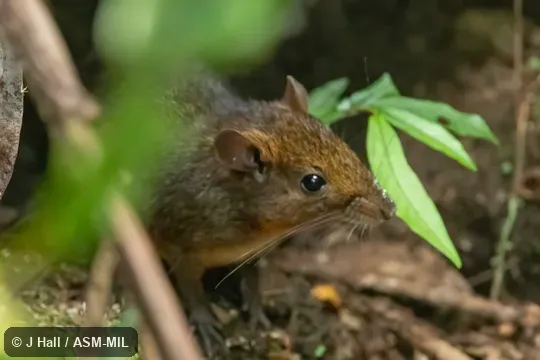 Also as Lowland Red Forest Rat|White-bellied Nesomys.