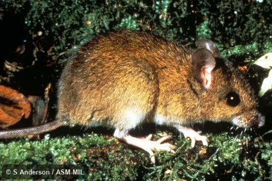 Side view of adult male.  Formerly Oryzomys alfaroi|Handleomys alfaroi.  Also as Alfaro's Oryzomys.