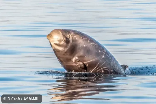Formerly in order Cetacea.  Also as Goose-beaked Whale, Goosebeak Whale.