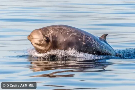 Formerly in order Cetacea.  Also as Goose-beaked Whale, Goosebeak Whale.