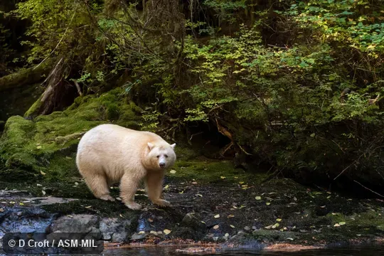 Also as Kermode Bear.