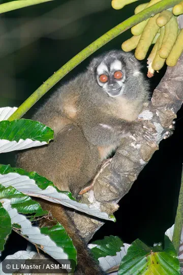Formerly Aotus lemurinus brumbacki, Gray-bellied Night Monkey.  Also as Brumback's Owl Monkey.  Formerly in Cebidae.