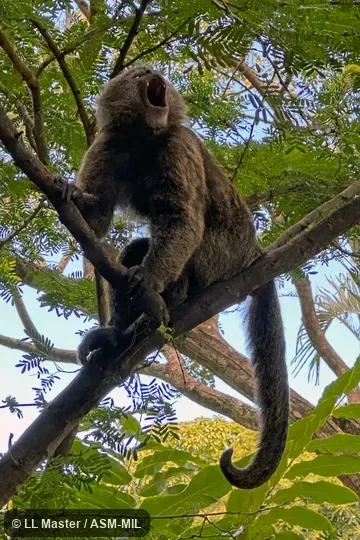 Also as Wedge-capped Capuchin, Guianan Weeper Capuchin.