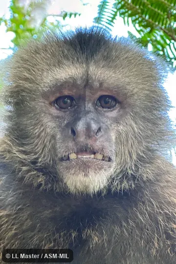 Also as Wedge-capped Capuchin, Guianan Weeper Capuchin.
