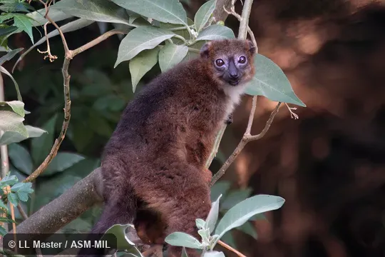 Also as Gray-headed Brown Lemur|Gray-headed Lemur|White-collared Lemur.