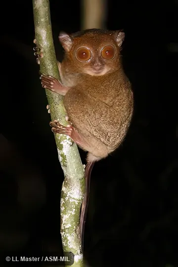 Cephalopachus bancanus borneanus.  Formerly as Tarsius bancanus, Horsfield’s Tarsier.