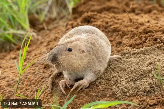Formerly Geomys personatus streckeri, Texas Pocket Gopher. Formerly Geomys personatus streckeri, Texas Pocket Gopher.