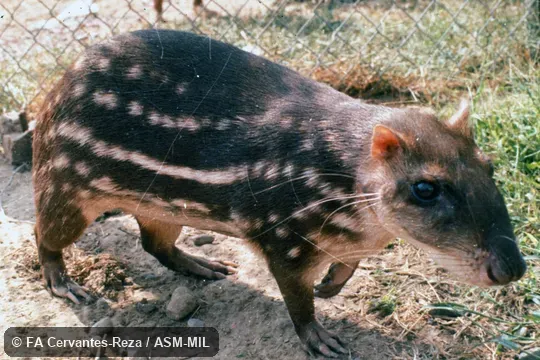 Oblique view, showing feet.  Also as Paca|Spotted Paca.