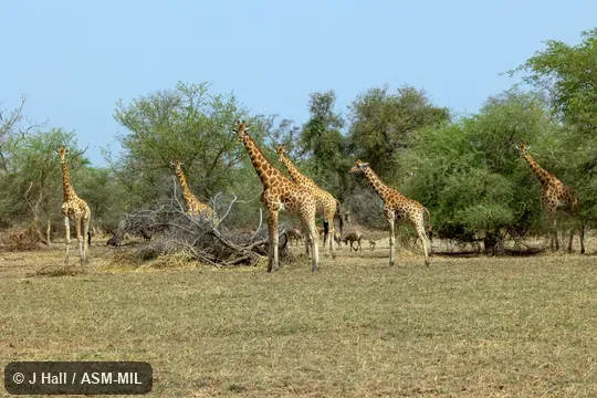 Giraffa camelopardalis antiquorum.  Formerly Giraffa antiquorum, Kordofan Giraffe.