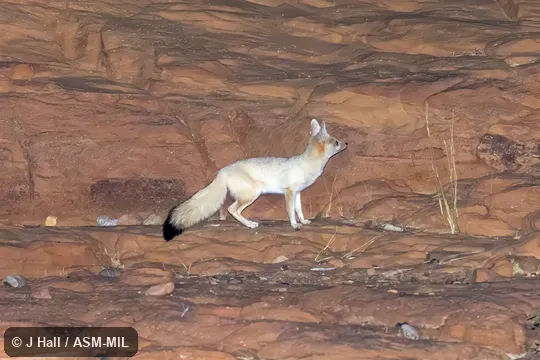 Also as Pallid Fox|African Sand Fox. Also as Pallid Fox|African Sand Fox.
