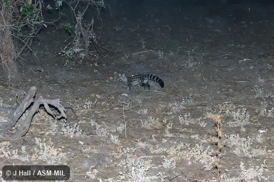 Also as Common Small-spotted Genet.