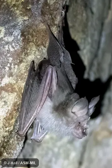 Also as Arabian Horseshoe Bat|Cretzschmar's Horseshoe Bat.