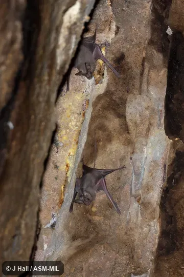 Rhinopoma cystops cystops.  Also as Afro-Arabian Mouse-tailed Bat · Egyptian Mouse-tailed Bat.