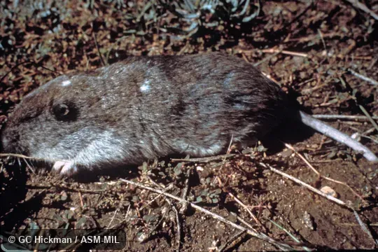 Side view. Also as Vancouver Pocket Gopher. Side view. Also as Vancouver Pocket Gopher.