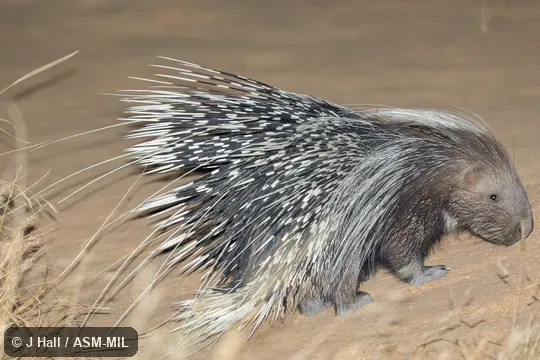 Also as North African Crested Porcupine.