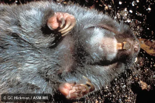Ventral view, showing front feet, cheek-pouches, and incisors.  Also as Vancouver Pocket Gopher.