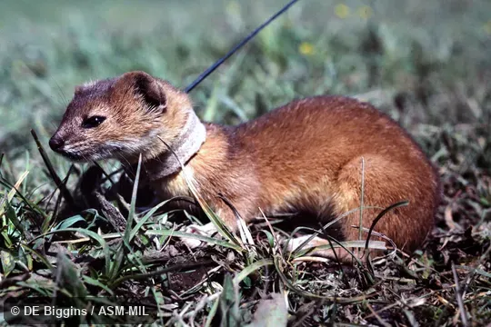Wild caught animal with radio collar.