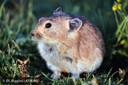 Also as Black-lipped Pika.