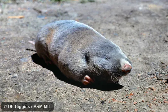 Formerly part of Eospalax fontanierii, Chinese Zokor.