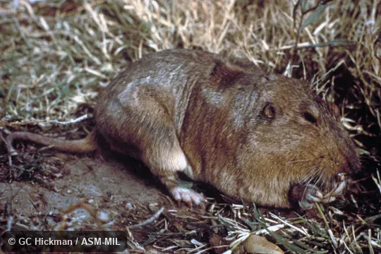 Side view, showing feet