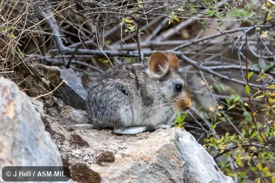Formerly Ochotona gloveri brookei, Glover's Pika.  Also as Red-eared Pika.
