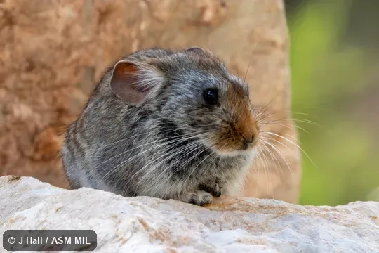 Formerly Ochotona gloveri brookei, Glover's Pika.  Also as Red-eared Pika.