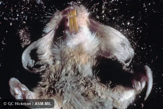 Ventral view, showing front feet, everted cheek-pouches, and incisors