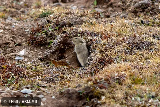 Formerly Phaiomys leucurus. Formerly Phaiomys leucurus.
