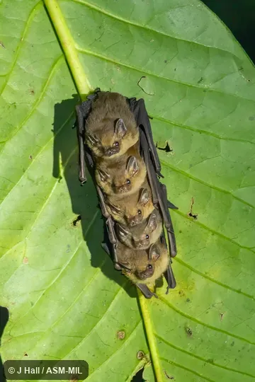 Also as Lesser Sheath-tailed Bat.